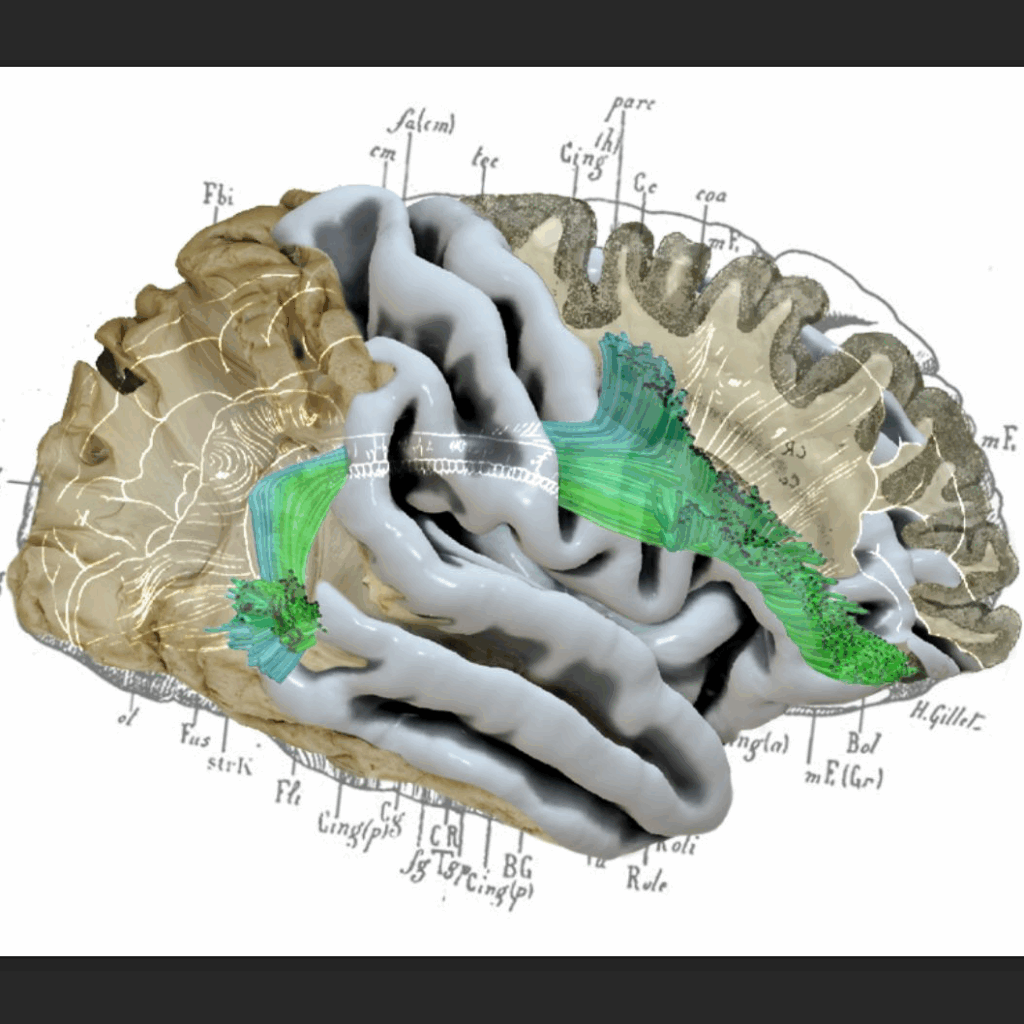 image-1024x1024.png